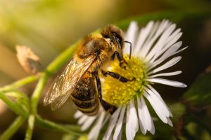 El proyecto Smart Green Bees